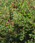 Cotoneaster